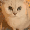 萌宠 猫咪 吃 呆萌 可爱