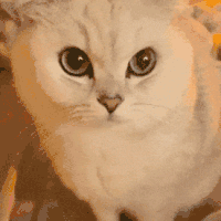 萌宠 猫咪 吃 呆萌 可爱
