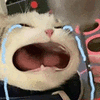 萌宠 猫咪 哭 呆萌 可爱
