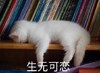 萌宠 猫 生无可恋 无奈 呆萌 可爱