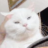 萌宠 猫咪 摸头 呆萌 可爱