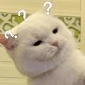 萌宠 猫咪 ？ 呆萌 可爱