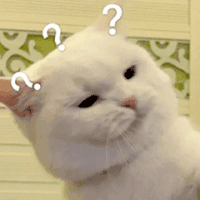 萌宠 猫咪 ？ 呆萌 可爱