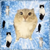 猫meme 猫猫 抽象 搞怪