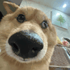 萌宠 狗狗 盯 呆萌 可爱