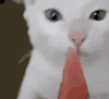 萌宠 猫咪 吃 呆萌 可爱