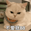萌宠 猫咪 不爱就88 呆萌 可爱