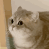 萌宠 猫咪 懵 呆萌 可爱