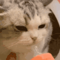 萌宠 猫咪 想吃 呆萌 可爱