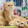 萌宠 猫咪 按摩 呆萌 可爱