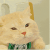 萌宠 猫咪 生气 呆萌 可爱