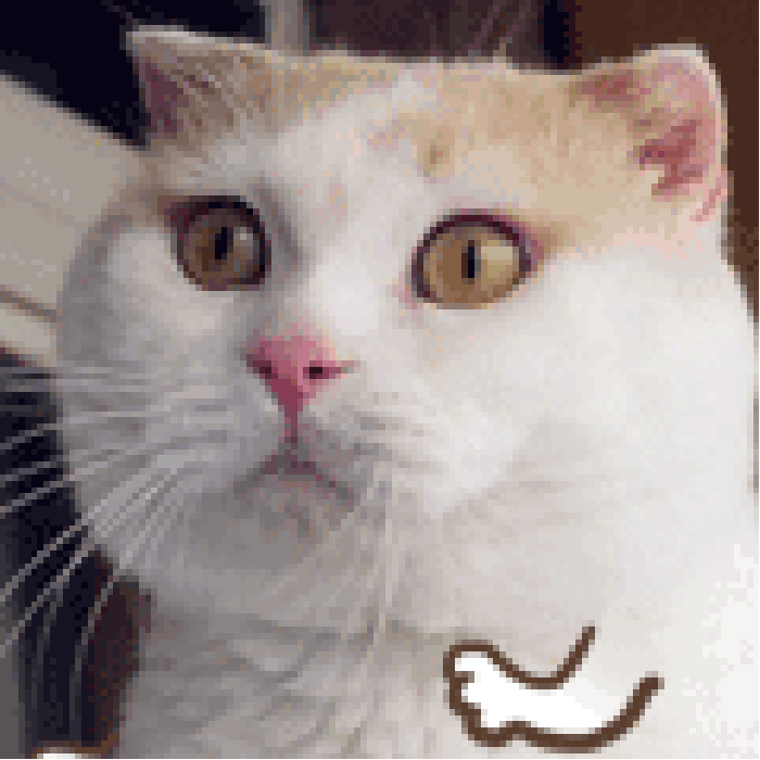 摇头猫表情包gif图片