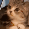 萌宠 猫咪 叫叫 呆萌 可爱