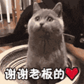 萌宠 猫咪 谢谢老板 呆萌 可爱