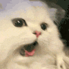 萌宠 猫咪 懵 呆萌 可爱