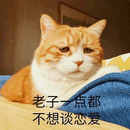 猫咪