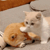 萌宠 猫咪 摸头 呆萌 可爱
