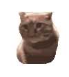 萌宠 猫咪 吃惊 呆萌 可爱