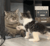 萌宠 猫咪 打你 呆萌 可爱