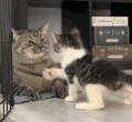萌宠 猫咪 打你 呆萌 可爱
