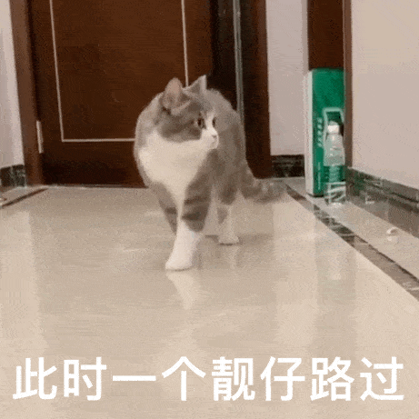 萌宠 猫咪 路过 呆萌 可爱