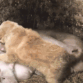 萌宠 狗狗 猪 呆萌 可爱