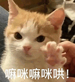 萌宠 猫咪 嘛咪嘛咪哄 呆萌 可爱