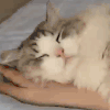 萌宠 猫咪 睡觉 呆萌 可爱