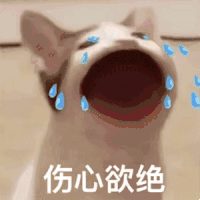 萌宠 猫咪 伤心欲绝 呆萌 可爱