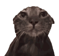 萌宠 猫咪 难受 呆萌 可爱