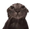 萌宠 猫咪 难受 呆萌 可爱