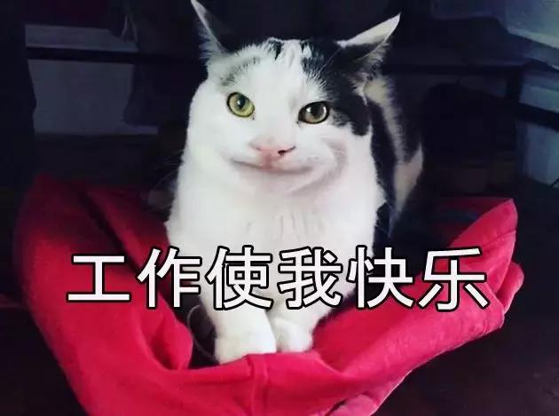 萌宠gif猫星人gif工作使我快乐gif开心gif呆萌gif可爱gif