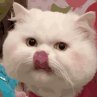 萌宠 猫咪 吃 呆萌 可爱