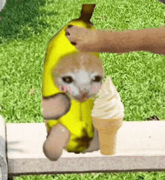 香蕉猫 meme 可爱 搞怪