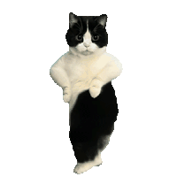 萌宠 猫咪 跳舞 呆萌 可爱