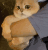 萌宠 猫咪 抱 呆萌 可爱