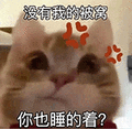 萌宠 猫咪 没有我的被窝你也睡的着 呆萌 可爱