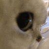 萌宠 猫咪 嫌弃 呆萌 可爱