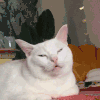 萌宠 猫咪 瞌睡 呆萌 可爱