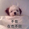 萌宠 汪星人 不在 在也不回 搞怪 呆萌