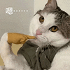 萌宠 猫咪 嗯 呆萌 可爱