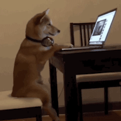 萌宠 狗狗 玩电脑 呆萌 可爱