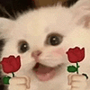 萌宠 猫咪 花 呆萌 可爱