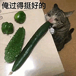 萌宠 猫咪 俺过得挺好的 呆萌 可爱