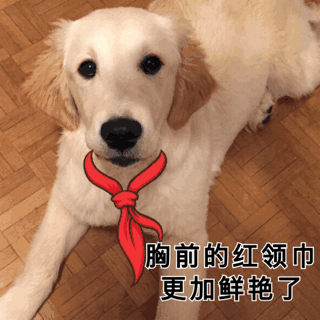 红领巾狗表情包图片