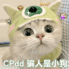 萌宠 猫咪 骗人 呆萌 可爱