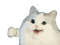 萌宠 猫咪 打你 呆萌 可爱