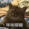 萌宠 猫咪 咪咪糊糊 呆萌 可爱