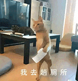 萌宠 猫咪 我去趟厕所 呆萌 可爱
