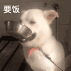 萌宠 狗狗 要饭 呆萌 可爱